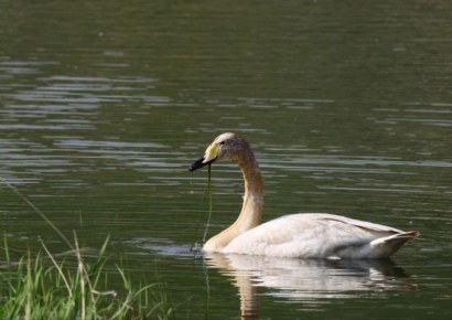 울산시 태화강 상류서 천연기념물 수달·큰고니 관찰