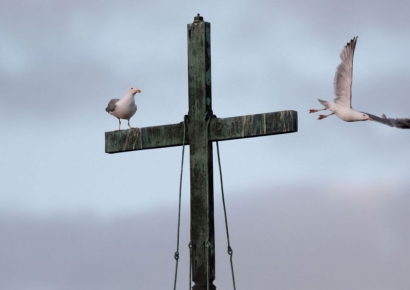 흰 연기 기다리나…굴뚝 모여든 갈매기떼, 콘클라베 '신스틸러' 등극
