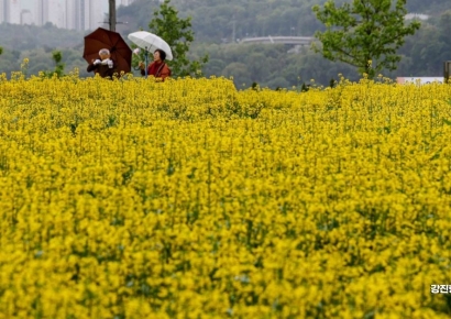 [포토] '유채꽃 향연'