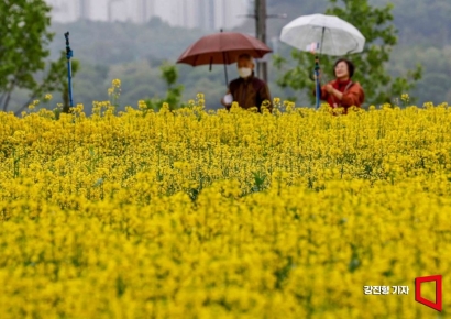 [포토] 유채꽃 함께 쓰는 추억 한페이지