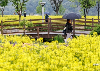 [포토] 유채꽃 만개한 구리한강시민공원