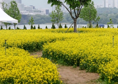 [포토] '유채꽃길 거닐며'