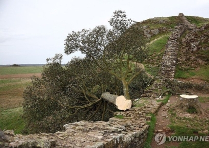 200년 넘은 '로빈후드 나무' 벌목한 남성의 최후…"역사적 유산 3분만에 끝장내"