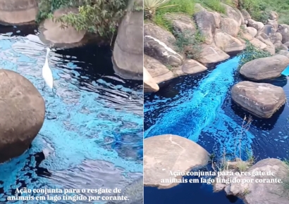 브라질 호수에 파란 거위 깜짝 등장…알고 보니 사고 때문