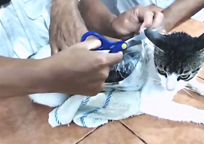 "기가 막히네"…수상한 비닐 꾸러미 칭칭 감은 고양이의 정체 