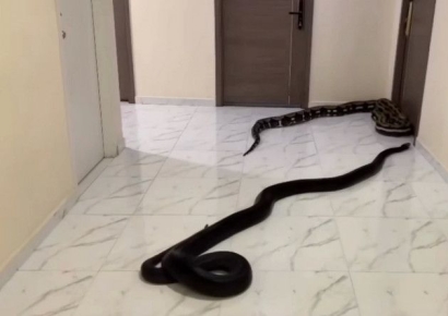 "오늘 두 마리, 내일 더 풀거야"…개짖는 소리에 뱀으로 항의한 입주민