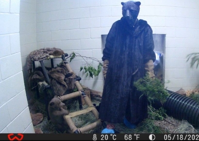 곰탈 쓰고 털옷 입고 생활하는 美 동물보호사들, 무슨 일이길래