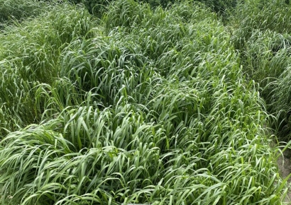농진청, '이탈리안 라이그라스' 전과정 국산화…"韓풀사료산업 자립 기반 마련"