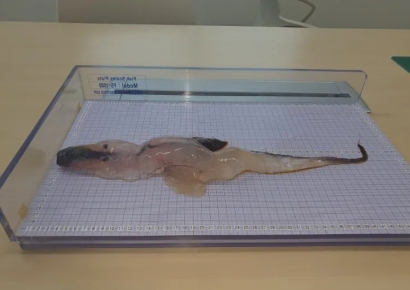 젤리처럼 물컹하고 투명…제주서 처음 발견된 열대생명체 