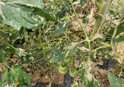 울산시농업기술센터, 토마토뿔나방 농가 피해 최소화 위해 ‘총력’