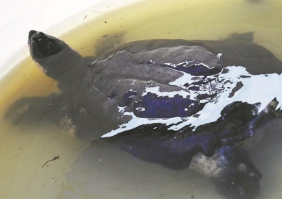 "희귀 거북 찾으면 1900만원 드립니다"…포상금 걸자 논란 커진 中