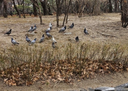 [이미지다이어리] 그림의떡