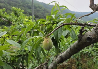 사과·복숭아 탄저병 예방… 영덕군, 집중 방제 당부