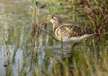 천연기념물 호사도요, 울산 울주군 남창들서 첫 관찰