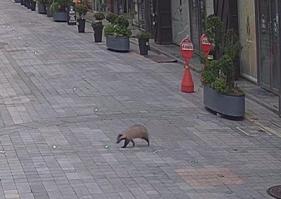 "귀엽다고 만졌다간 큰일"…길거리서 이 동물 보더니 신고 속출 