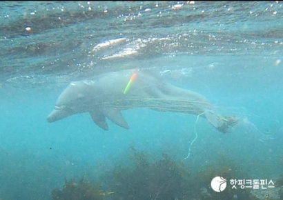 마지막 모습, 낚시줄 감겼는데…한달째 사라진 '종달이' 결국 사망했나