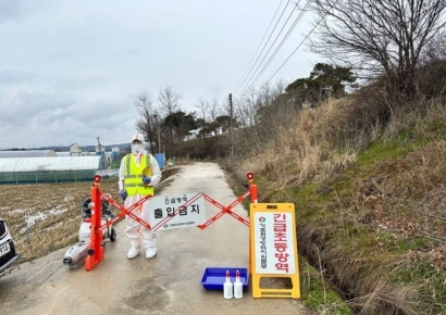 충남 서산 육용오리 농가서 AI 항원 검출…2만8000마리 살처분