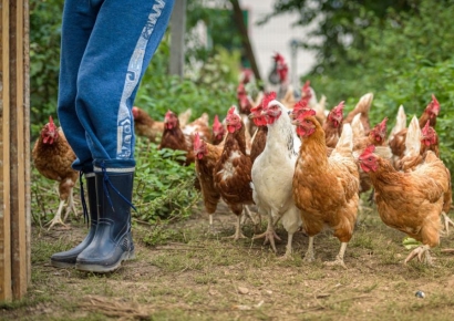 순살치킨 마음놓고 먹겠네…브라질, 닭고기 수출 재개