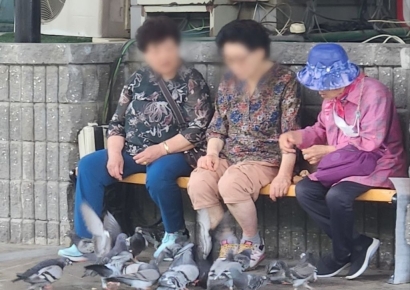 과태료 100만원인데…비둘기 먹이 주는 이유