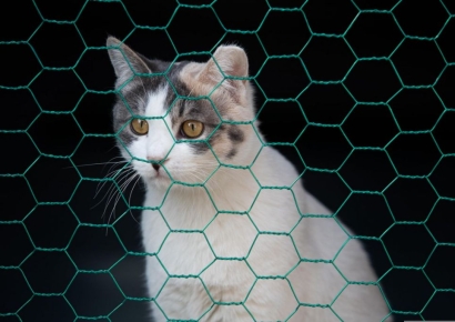 "개·고양이 전시하고 팔면 안돼"…유럽 전역서 시행 눈앞