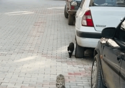 "엄마가 낫게 해줄게" 아픈 새끼 입에 물고 병원 찾아온 길고양이