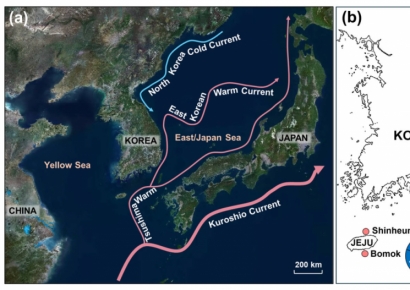 ‘기후변화가 해양 생물 분포 바꾼다’… KIOST, 소라 서식지 북상 현상 과학적 입증
