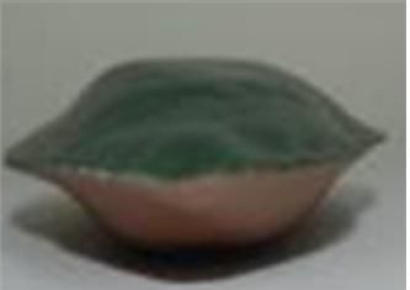 나뭇잎 아냐? 만졌다간 터져요…보는 즉시 신고해야