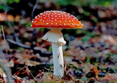 [로그인테크]네이버 블로그에 '독버섯 효능' 검색했더니…"면역력에 좋고 볶아먹으면 맛나요"