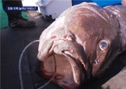 7월 日대지진 현실화?…'전설의 물고기' 부산서 5마리 잡혔다