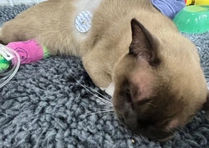 55분간 세탁기서 3000번 '데굴데굴'…낮잠 자던 고양이 '날벼락'에도 생존