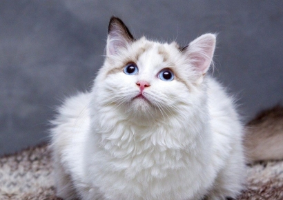 "주인만 애타게 기다린다"…하루 6시간 홀로 남겨지는 반려동물들