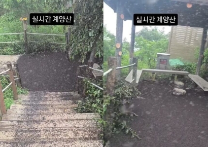 "아스팔트 아니고 러브버그 사체"…계양산 점령한 붉은등우단털파리