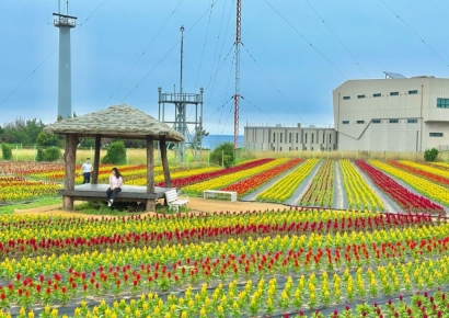 지금 만나러 갑니다… 포항 호미곶에 이런 곳이? 알록달록 '맨드라미 정원'