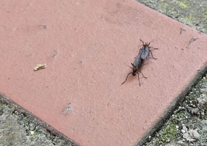 천적도 기피하는 러브버그 "약으론 안 돼…제거법 따로 있다"