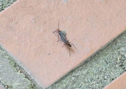 러브버그 언제 사라지나…전문가가 콕 집은 날은?