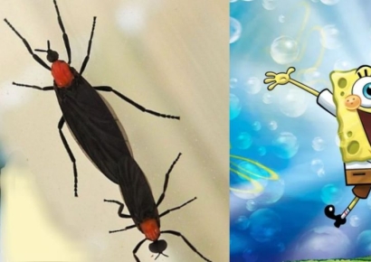 "러브버그, 스펀지밥처럼 만들자"…갑작스런 제안에 누리꾼 반응은?