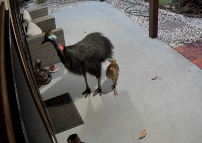 새 보고 기겁한 아이 '걸음아 나 살려라'…왜 그러나 봤더니 "사람도 해쳐"