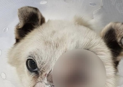 '비비탄 난사' 피해 강아지, 결국 실명해 안구 적출…"심한 트라우마 시달려"