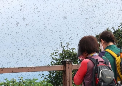 "국민들 좀 참을 줄 알아야"…러브버그 민원 폭주에 구청장 심경토로