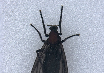 "러브버그 내주 대부분 소멸될 것"…예측 나오는 이유