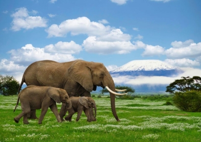 '평생 한번' 아프리카·남미 여행, 레저·패션까지…유통가, A세대 모시기