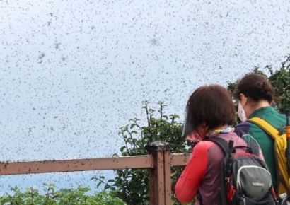 익충이라는 러브버그…"병은 안 옮겨도 '민감 피부' 자극할 수도"