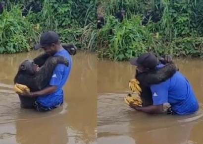 "구해줘서 고마워" 구조자 알아보고 미소짓고 포옹하는 침팬지