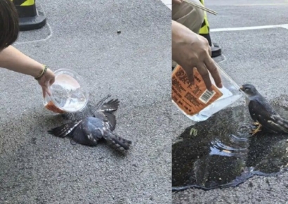 "사람만 힘든 게 아니다"…살인적 더위에 '조류'도 쓰러진 채 발견된 중국