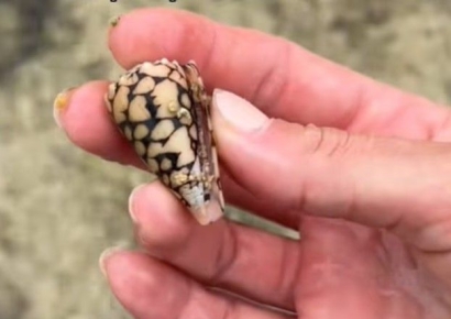 "예쁜 조개네" 무심코 만졌다가 죽을 뻔…'치명적 생물' 뒤늦게 알아차려