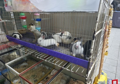 선풍기도 없이 땡볕에…케이지 속 폭염, 동물들도 괴롭다