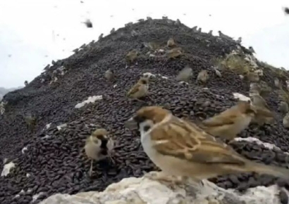"러브버그를 무료급식소처럼 이용하고 있더라"…목격담 확산에 "반갑다"