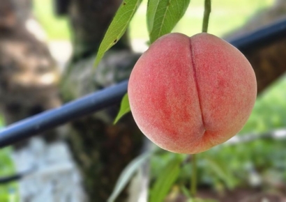 '복숭아 개발'에 빅데이터 접목 디지털 육종 기술 본격 도입