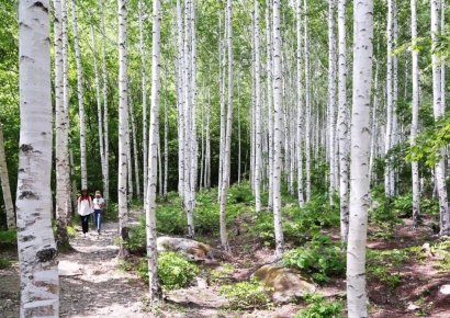 자작자작 조심스런 '영양 자작나무숲'과의 대화… 몸과 마음의 힐링 