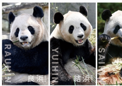 "3대째 팬인데" "수백억 손실 어쩌나"…판다 없는 日 판다 마을 고민